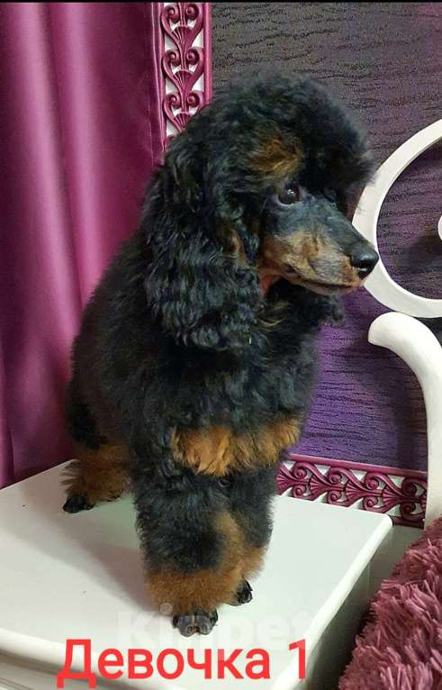 Собаки в Москве: Девчата пуделята фантомы Девочка, 130 000 руб. - фото 3