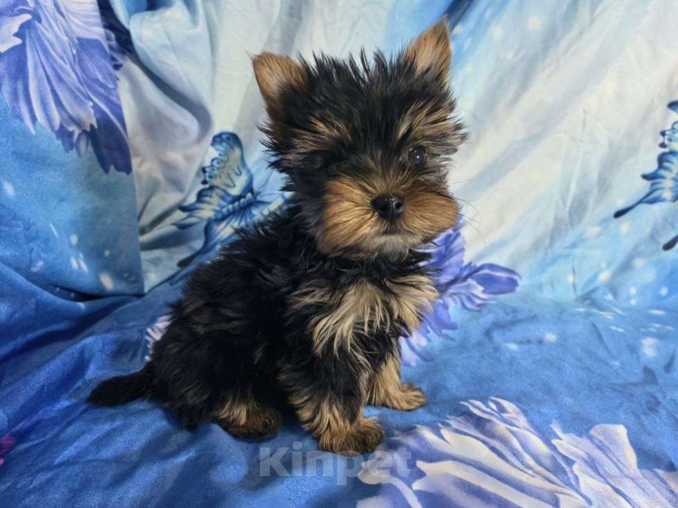 Собаки в Санкт-Петербурге: Щенки йоркширского терьера Разнополые, 25 000 руб. - фото 1