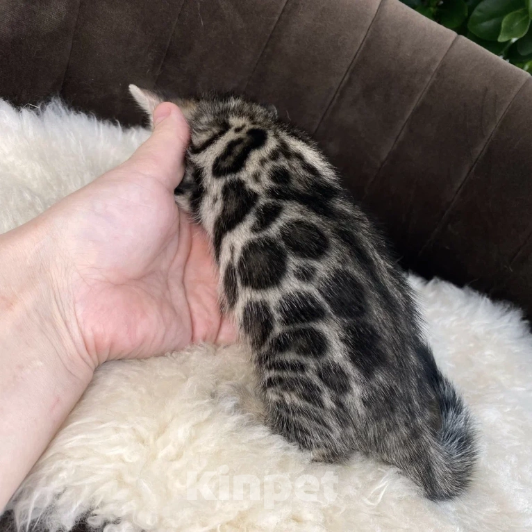 Кошки в Москве: Мальчик, розетка на золоте Мальчик, Бесплатно - фото 3