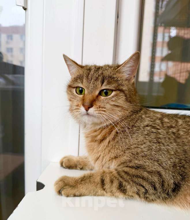 Кошки в Москве: Чудо-кошка полосатка Тиффани в добрые руки Девочка, Бесплатно - фото 5