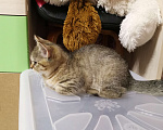 Кошки в Москве: Шотландские котята  Мальчик, 10 000 руб. - фото 3