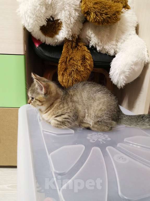 Кошки в Москве: Шотландские котята  Мальчик, 10 000 руб. - фото 3