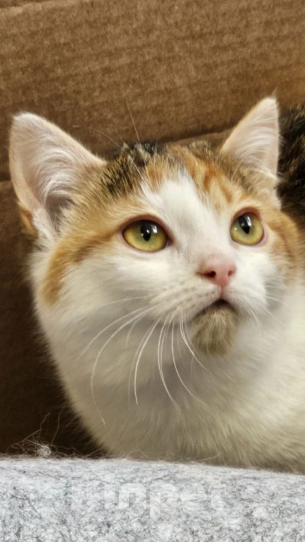 Кошки в Москве: Нежная Ассоль ищет дом Девочка, Бесплатно - фото 1