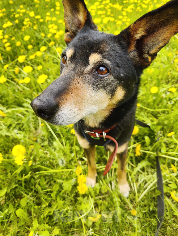 Собаки в Москве: Изящный пес Тюбик из приюта ищет дом  Мальчик, Бесплатно - фото 1