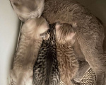 Кошки в Туле: Жду любимого хозяина Мальчик, Бесплатно - фото 2