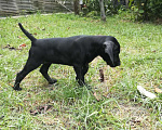 Собаки в Краснодаре: щенки Курцхаар Девочка, Бесплатно - фото 1