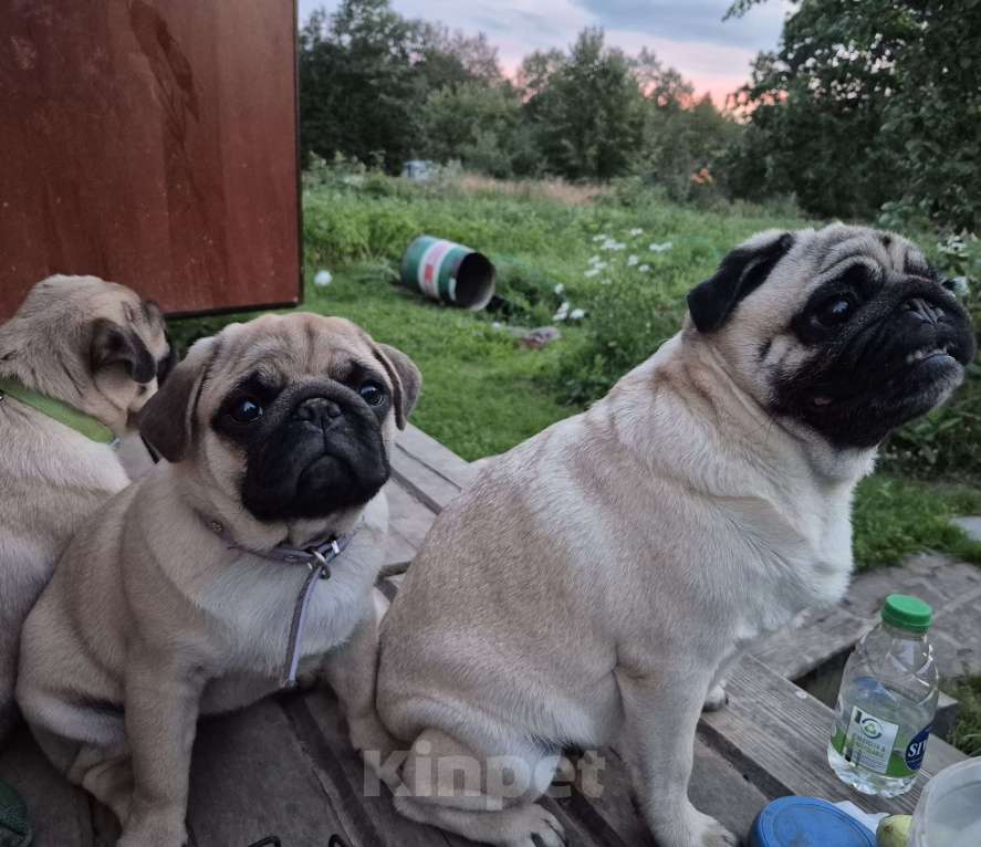 Собаки в Ярославле: Щенок мопса Девочка, 55 000 руб. - фото 5