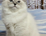 Кошки в Астрахани: Кошка  Девочка, Бесплатно - фото 2