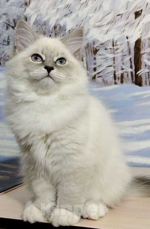 Кошки в Астрахани: Кошка  Девочка, Бесплатно - фото 2