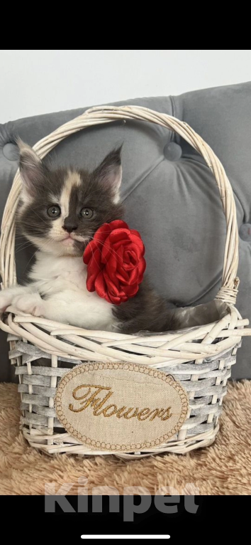 Кошки в других городах Ярославской области: Мейн кун Девочка, 15 000 руб. - фото 2