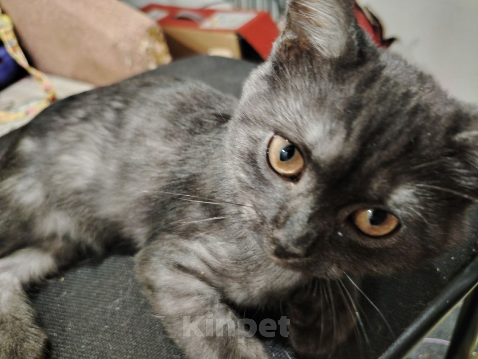 Кошки в Ижевске: Помогите найти кота:( за вознаграждение Мальчик, 1 000 руб. - фото 1