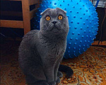 Кошки в Хабаровске: Вязка, 1 600 руб. - фото 2