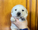 Собаки в Солнечногорске: Лабрадор палевый мальчик для резервирования РКФ Мальчик, 100 000 руб. - фото 1