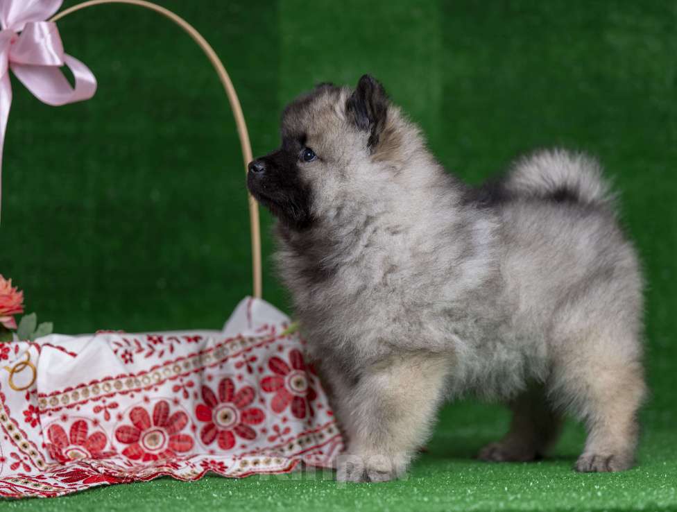 Собаки в Перми: Щенок Вольфшпиц Девочка, 85 000 руб. - фото 2