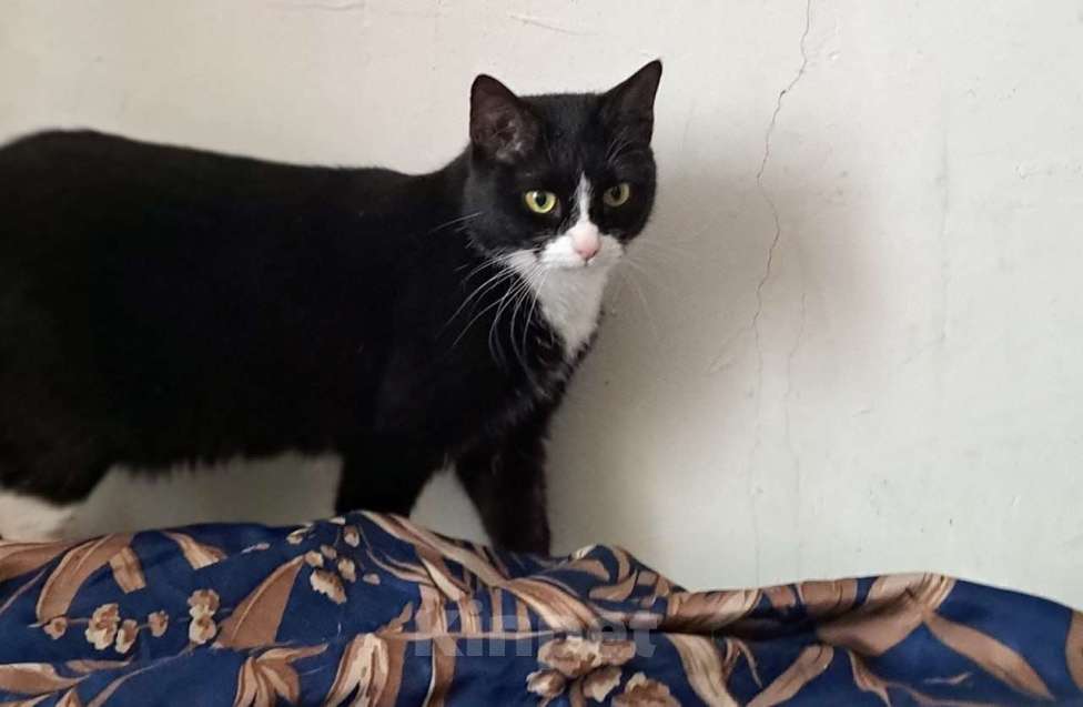 Кошки в Москве: Стешенька знает, как навести уют в доме Девочка, Бесплатно - фото 8