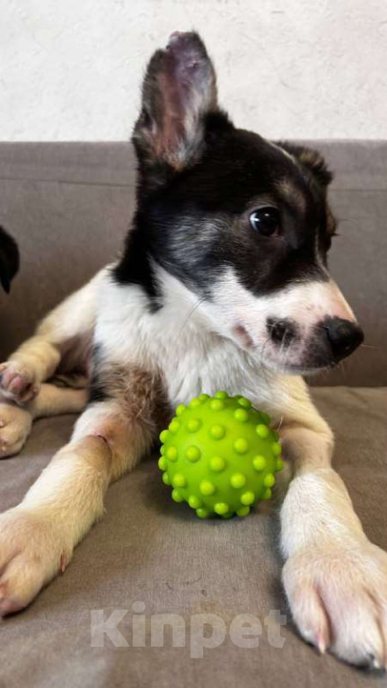 Собаки в Королеве: Друзья, мы ищем дом малышке Дженни! Девочка, Бесплатно - фото 7