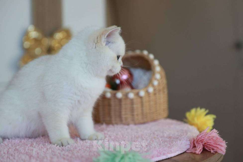 Кошки в Москве: Британская девочка Лолла Девочка, 100 000 руб. - фото 9