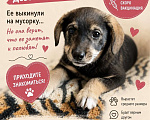 Собаки в Липецке: Щенок в добрые руки Девочка, Бесплатно - фото 4