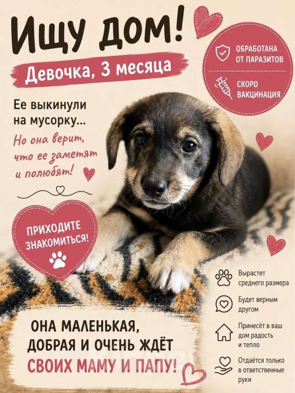 Собаки в Липецке: Щенок в добрые руки Девочка, Бесплатно - фото 4