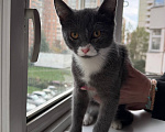 Кошки в Москве: Котенок Маркус ищет дом Мальчик, Бесплатно - фото 2