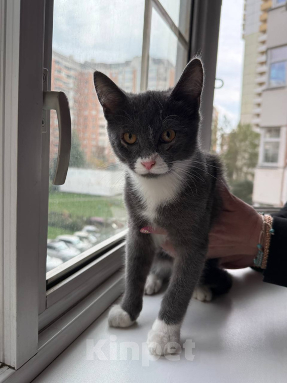 Кошки в Москве: Котенок Маркус ищет дом Мальчик, Бесплатно - фото 2