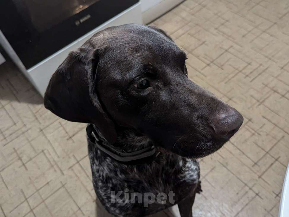 Собаки в Санкт-Петербурге: Собака в добрые руки Мальчик, Бесплатно - фото 2