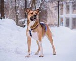 Собаки в Москве: Дружелюбный пес-компаньон Тенгри ищет дом!  Мальчик, Бесплатно - фото 2