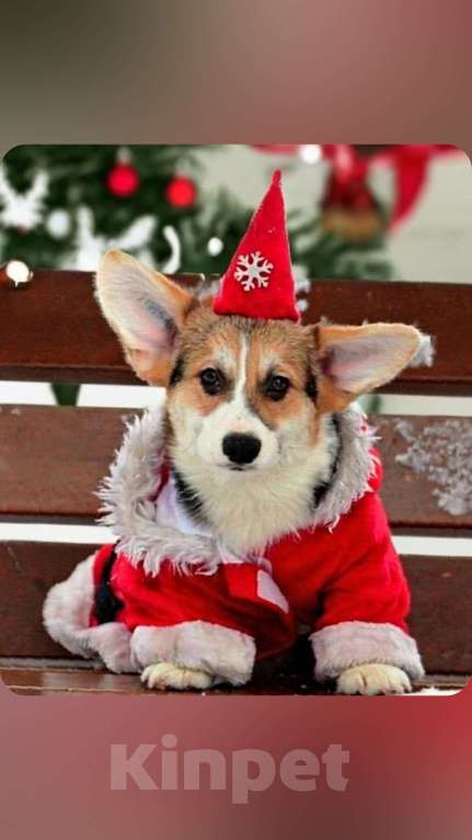 Собаки в Санкт-Петербурге: Корги Мальчик, 90 000 руб. - фото 2