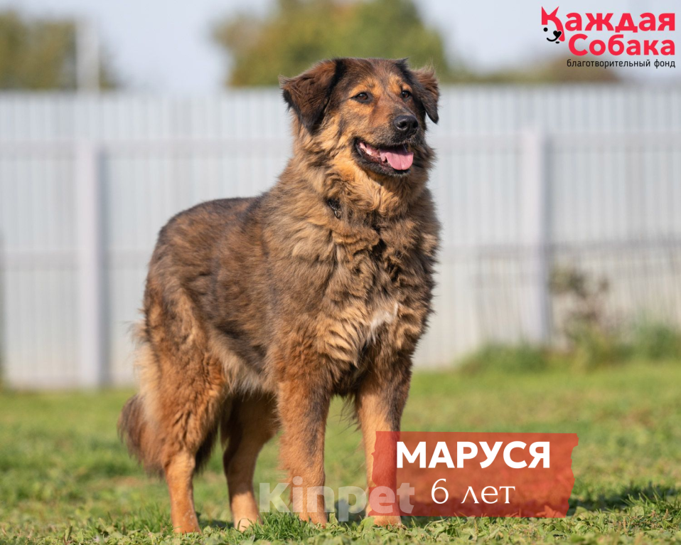 Собаки в других городах Московской области: Маруся - образец доброты и всепрощения» ❤️ Девочка, Бесплатно - фото 1