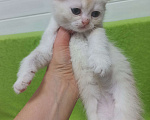 Кошки в Павловском Посаде: Шотландские вислоухие  и прямоухие котята Разнополые, 5 000 руб. - фото 1