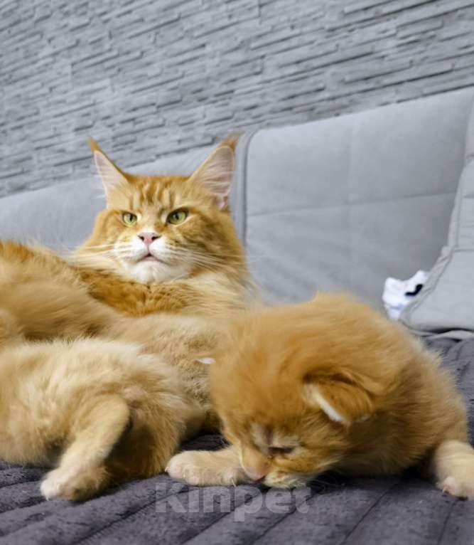 Кошки в Новосибирске: Котенок мейн-кун девочка Девочка, 15 000 руб. - фото 2