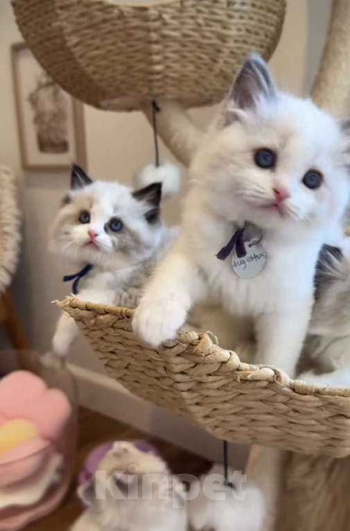 Кошки в Москве: Невероятно нежные Мальчик, 90 000 руб. - фото 2