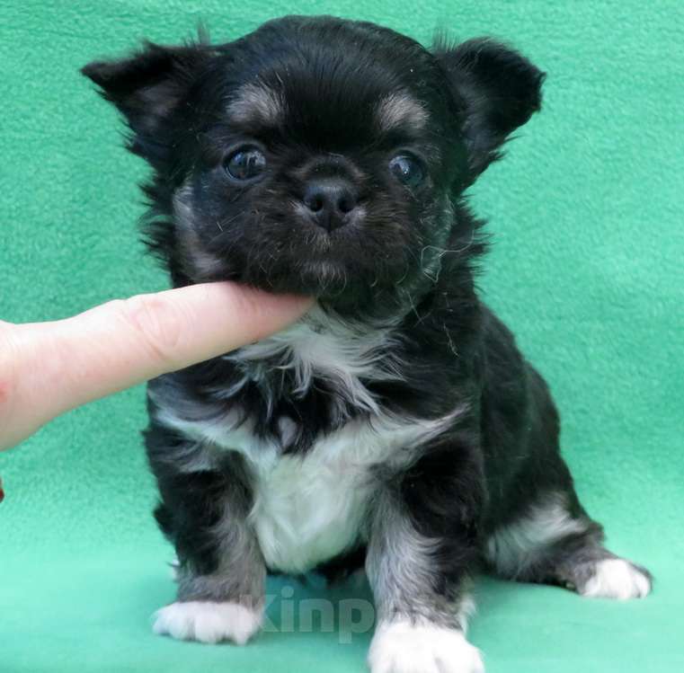 Собаки в Санкт-Петербурге: чихуахуа шоу мальчик по цене любимца Мальчик, 50 000 руб. - фото 1