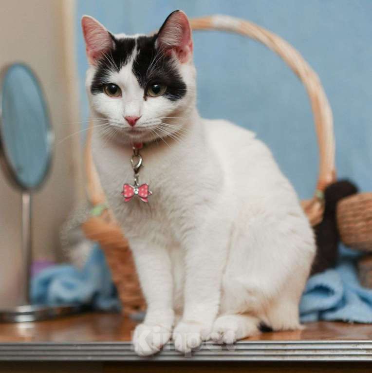 Кошки в Москве: Ни одного отклика не пришло на малышку Боню 💔 Неужели она так и не найдет дом? Девочка, Бесплатно - фото 3