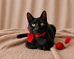 Кошки в Москве: Котёнок в добрые руки Мальчик, Бесплатно - фото 2