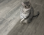 Кошки в Чебоксарах: Отдам в добрые руки британского короткошерстного кота Мальчик, 100 руб. - фото 2