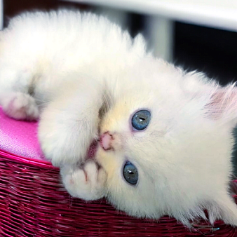 Рэгдолл котенок мальчик