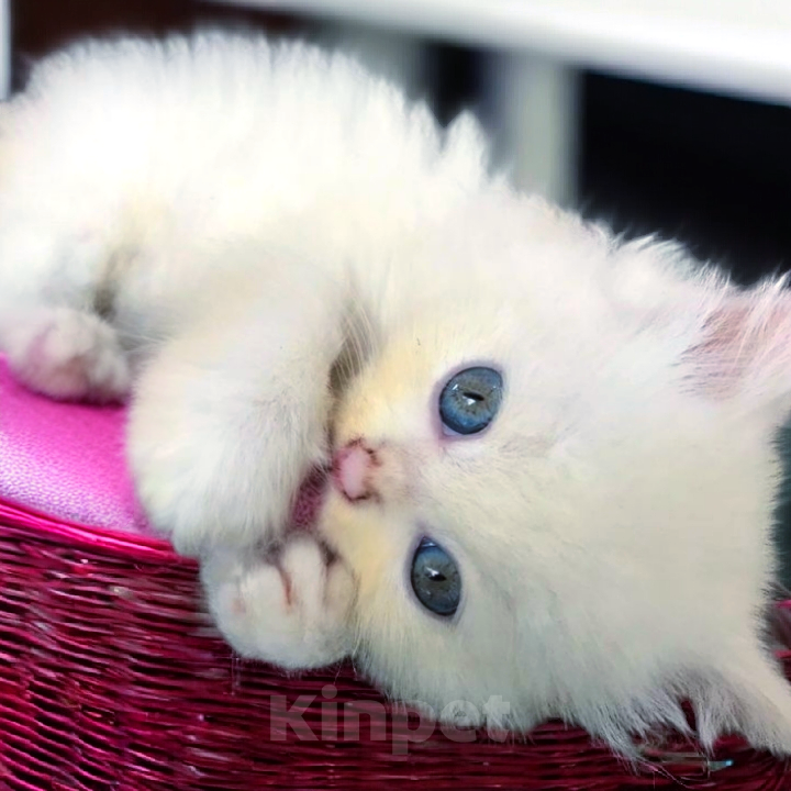 Кошки в Москве: Рэгдолл котенок мальчик Мальчик, 90 000 руб. - фото 1