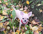 Собаки в Москве: Забавная Матрешка Девочка, 80 000 руб. - фото 3