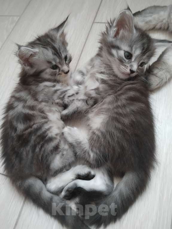 Кошки в Ставрополе: Лиана девочка Девочка, 15 000 руб. - фото 5