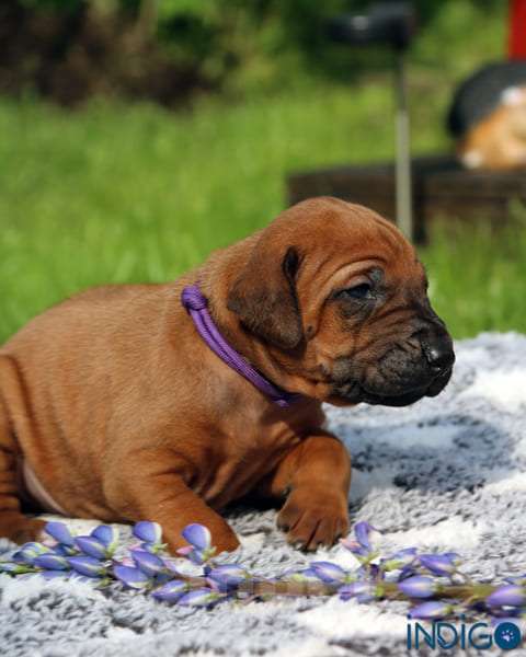 Собаки в Санкт-Петербурге: Щенки родезийского риджбека. Питомник РКФ Мальчик, Бесплатно - фото 7
