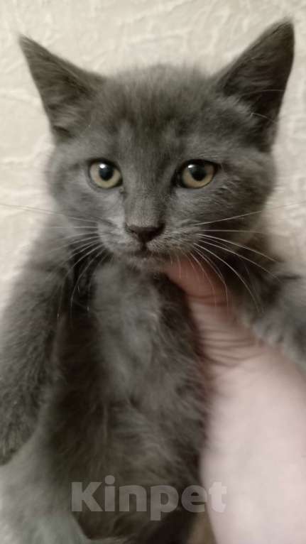 Кошки в Брянске: Кошечка Луна ищет дом Девочка, Бесплатно - фото 2