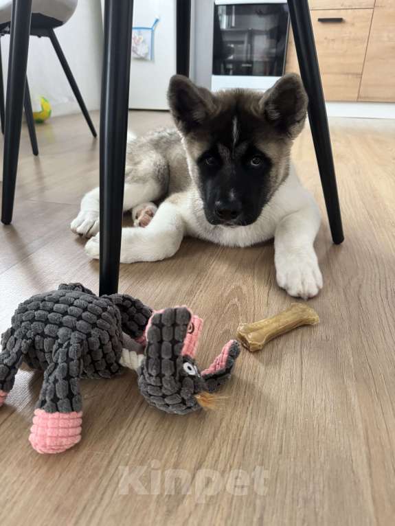 Собаки в Челябинске: Продам щенка Американской акиты Девочка, 25 000 руб. - фото 4