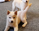 Собаки в Москве: Белые Сиба ину. Ми-ми-мишки. Девочка, 60 000 руб. - фото 7