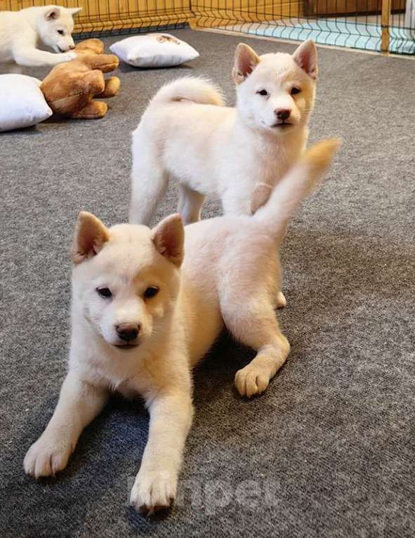 Собаки в Москве: Белые Сиба ину. Ми-ми-мишки. Девочка, 60 000 руб. - фото 7
