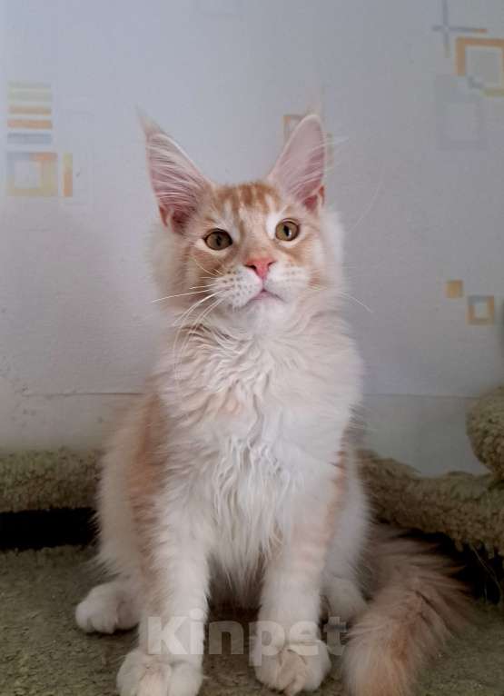 Кошки в Москве: Котята породы мейн-кун Мальчик, 45 000 руб. - фото 7