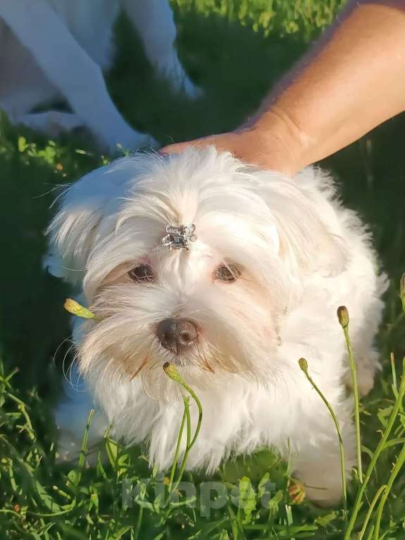 Собаки в Ковровом: Мальтезе РКФ Мальчик, 35 000 руб. - фото 5