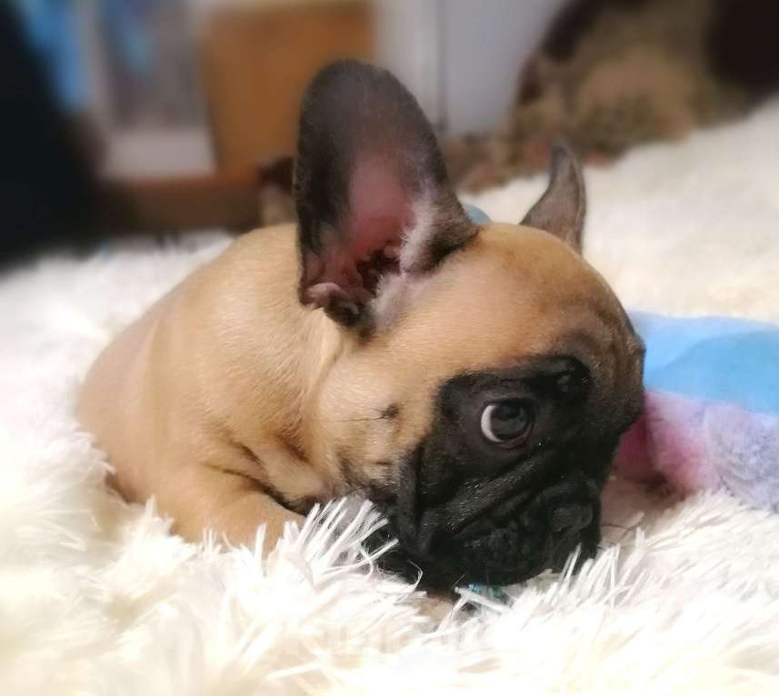 Собаки в Находке: Французский бульдог! Шикарная красотка! КВАДРО генетика!  Девочка, Бесплатно - фото 5