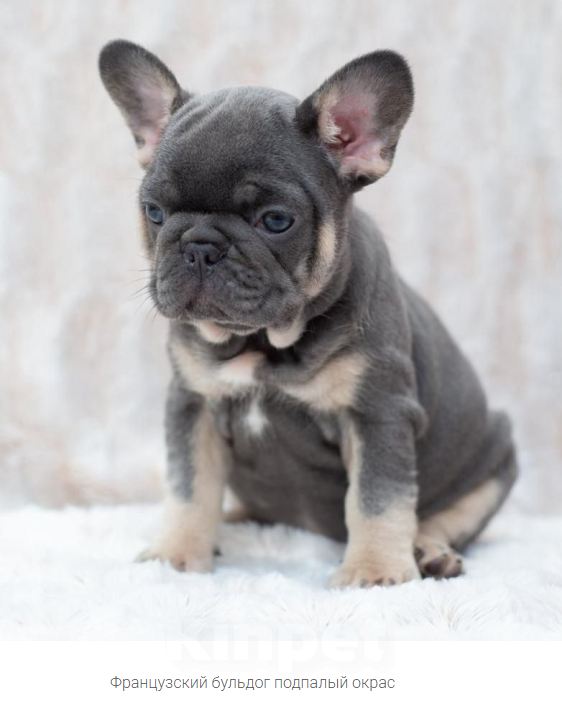 Собаки в Тольятти: Продам щенков Французов Девочка, 35 000 руб. - фото 1