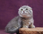 Кошки в Барнауле: Котик Юпитер💎 Мальчик, Бесплатно - фото 4